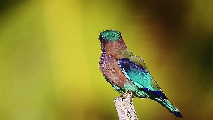 동물 아시아 야생동물 자연 조류 국립공원 사람없음 파란색 컬러풀 황무지 보호 인도인 롤러 북쪽 남쪽 보호구역 스리랑카 MOV 해외동영상 클립영상 외국인 공원 나라 컬러 컨셉 동양인 방향 생태계 동영상 구역 파일형식