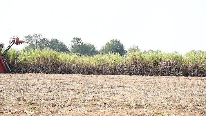 산업 포즈 밭 농업 지팡이 하늘 사람없음 초록색 농작물 농장 기계 장비 수확 시골 업무 농부 설탕 트랙터 짐차 브라질 밭일 사탕수수 MOV 해외동영상 클립영상 식물 직업 컬러 자동차 작업 남아메리카 농기계 특수차량 동영상 파일형식