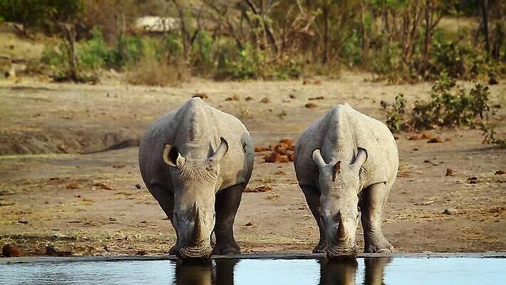 동물 야생동물 2 포유류 아프리카 자연 국립공원 사람없음 앞모습 마시기 연못 황무지 보호 사파리 코뿔소 서식지 남아프리카 보츠와나 보호구역 크루거 MOV 해외동영상 클립영상 멸종위기종 공원 나라 뷰포인트 컨셉 모션 생태계 동영상 남아프리카공화국 구역 파일형식