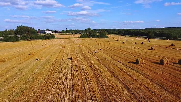 식물 계절 줄기 백그라운드 밭 농업 자연 옥수수 씨앗 사람없음 야외 농작물 태양 농장 농경지 노란색 기계 장비 수확 성장 시골 업무 황금 결합 낟알 땅 밀 유기농 귀 장면 밀짚 내추럴 밭일 조감도 호밀 수평선 귀리 MOV 해외동영상 클립영상 자연요소 웰빙 산업 컬러 곡류 신체부위 작업 짚 생태계 동영상 파일형식