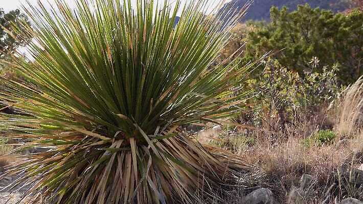 나무 식물 꽃 도로 여행 백그라운드 자연 날씨 산 선인장 건조 사람없음 물 기계 일몰 사막 뜨거움 가시 척추 날카로움 애리조나 내추럴 뇌우 뉴멕시코 다육식물 4K MP4 해외동영상 클립영상 자연요소 길 교통시설 뼈 노을 미국 생태계 동영상 파일형식
