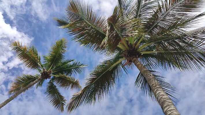 나무 구름 모래 파도 바다 섬 여행 백그라운드 잎 태국 자연 하늘 휴가 휴식 멕시코 손바닥 풍경 사람없음 물 여름 파란색 야자수 태양 신혼여행 하와이 발리 보라카이 쿠바 동영상 몰디브 공화국 바하마 이국적 칸쿤 파라다이스 4K HD MP4 해외동영상 클립영상 자연요소 식물 손 계절 나라 아시아 컬러 결혼 컨셉 북아메리카 필리핀 미국 중앙아메리카 생태계 인도네시아 파일형식