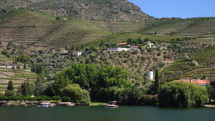 유럽 벽 여행 밭 농업 자연 경사 사람없음 야외 초록색 강 농장 와인 계곡 시골 보행로 크루즈 포르투갈 묘사 언덕 포도밭 포도나무 포트 계단식 추적 도루강 양조장 옛날 4K MOV 해외동영상 클립영상 나라 산업 길 컬러 배_교통 모션 주류 과일나무 생태계 동영상 파일형식