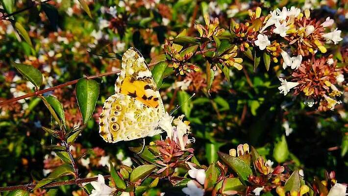 식물 동물 꽃 나비 곤충 잎 날개 모션 자연 사람없음 걷기 환경 벚꽃 마시기 그리기 닫기 먹기 관목 묘사 속도 보케 광택 꿀 느림 동물상 블러효과 수유 코스모폴리탄 MP4 해외동영상 클립영상 나무 조형물 칵테일 생태계 동영상 블러 파일형식 효과