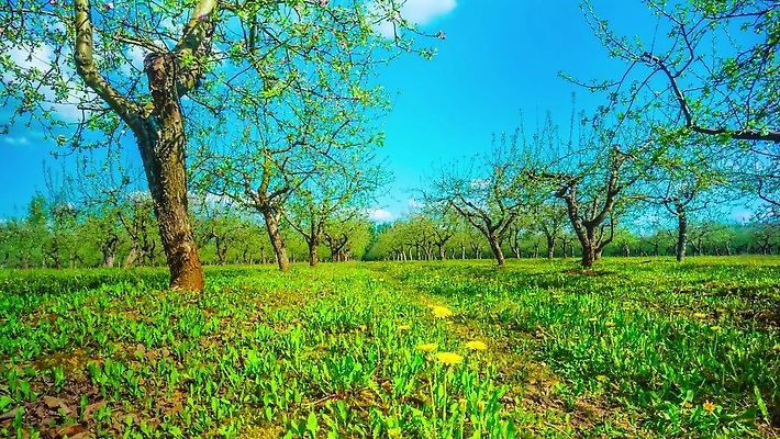 나무 식물 계절 꽃 잎 과일 자연 하늘 풍경 사람없음 초록색 파란색 태양 노란색 환경 정원 봄 벚꽃 흰색 나뭇가지 시골 시간 개화 체리 사과 민들레 땅 기중기 장면 내추럴 줄서기 4K 타임랩스 MP4 해외동영상 클립영상 자연요소 컬러 모션 촬영기법 중장비 생태계 동영상 파일형식
