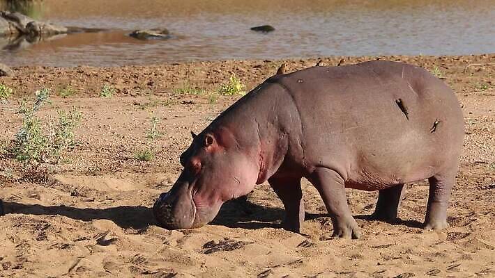 동물 야생동물 신체 포유류 모션 아프리카 초식동물 사람없음 야외 환경 입 황무지 보호 위험 큼 사파리 클립 하마 서식지 동영상 남쪽 내추럴 남아프리카 생태학 총구 HD 크루거 MOV 해외동영상 클립영상 교육 나라 컨셉 신체부위 크기 방향 남아프리카공화국 파일형식