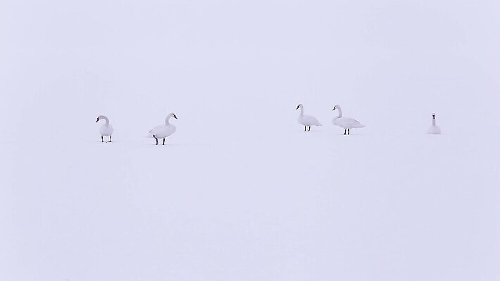 동물 호수 야생동물 컬러 겨울 날개 자연 조류 함께함 풍경 사람없음 야외 물 빛 강 평화 얼음 추위 흰색 그룹 황무지 우아함 순수 깃털 백조 장면 헝가리 단아함 벙어리 MP4 해외동영상 클립영상 자연요소 계절 컨셉 생태계 동영상 동유럽 파일형식