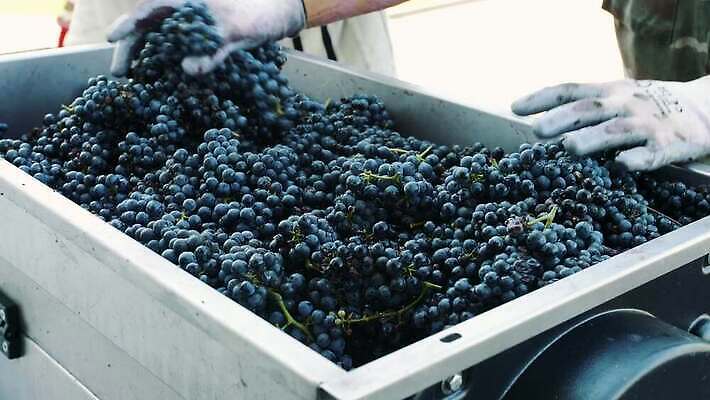 산업 농업 포도 농작물 금속 기계 주스 장비 실 붓기 제조 언론 그라인더 나누기 방법 양조 양조장 4K MOV 해외동영상 클립영상 음료 과일 모션 재질 동영상 커피용품 파일형식