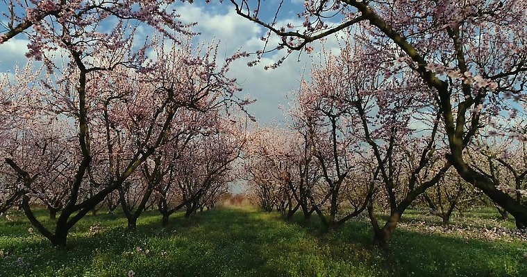 나무 식물 계절 꽃 분홍색 밭 농업 모션 자연 하늘 안테나 풍경 초원 사람없음 컬러풀 농장 환경 정원 맑음 놀람 봄 수확 성장 벚꽃 시골 개화 체리 시원함 과수원 땅 복숭아 내추럴 드론 밭일 줄서기 천도복숭아 파스텔톤 4K MP4 해외동영상 클립영상 감정 산업 컬러 과일 통신 날씨 표정 생태계 동영상 파일형식