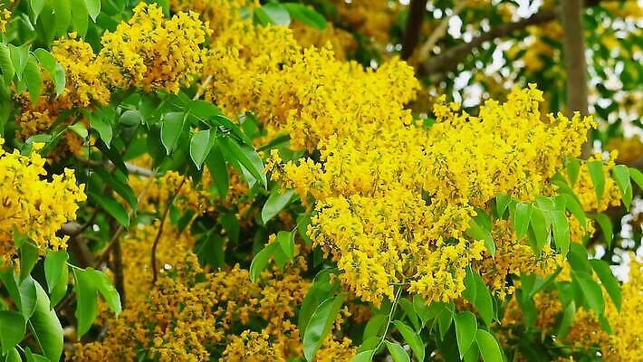 나무 식물 공원 꽃 아시아 잎 꽃무늬 오렌지 자연 사람없음 목재 초록색 뷰티 노란색 정원 스파 봄 성장 벚꽃 나뭇가지 신선 개화 황금 묘사 질감 아로마 내추럴 버마 안다만 MOV 해외동영상 클립영상 계절 공공시설 나라 바다 컬러 무늬 과일 재료 생태계 동영상 파일형식
