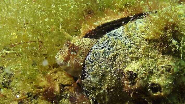 식물 바다 포유류 자연 뿔 종류 어류 사람없음 물 세계 환경 바닷속 수중 수중동물 생태계 생물학 생태학 소금물 해병대 4K 수중영상 MP4 해외동영상 클립영상 자연요소 동물 교육 군대 동영상 파일형식