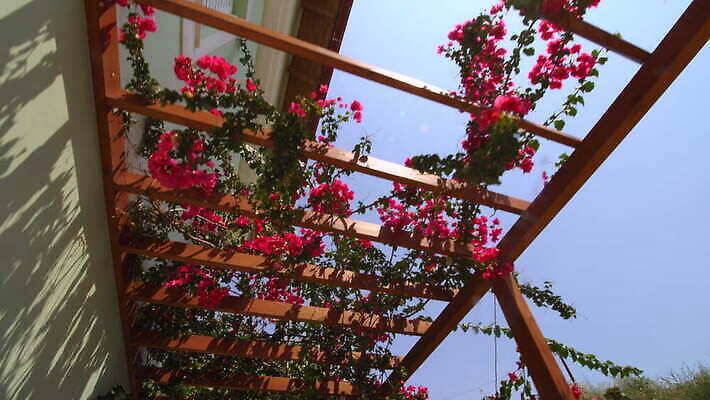 나무 식물 디자인 꽃잎 꽃 분홍색 컬러 잎 꽃무늬 주택 발렌타인데이 매달리기 한명 목재 장식 컬러풀 장미 정원 봄 벚꽃 나뭇가지 개화 배열 내추럴 피튜니아 4K MOV 해외동영상 클립영상 1 계절 무늬 재료 모션 데이이벤트 사람 건물 동영상 파일형식