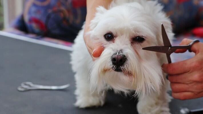 동물 직업 헤어스타일 손 응시 포유류 탁자 털 실내 반려동물 머리 상점 흰색 공구 개 작음 이발 자르기 몸단장 송곳니 다듬기 돌봄 앞머리 MOV 해외동영상 클립영상 시선 컬러 가구 모션 내부 신체부위 도구 치아 크기 동영상 파일형식