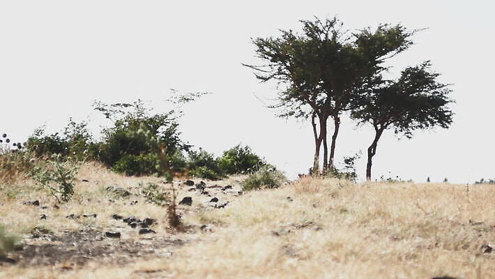 나무 식물 공원 컬러 백그라운드 아프리카 자연 하늘 건조 파노라마 사람없음 야외 파란색 노란색 환경 땅 사파리 가뭄 내추럴 아카시아 사바나 에티오피아 전국 MOV 해외동영상 클립영상 공공시설 나라 날씨 촬영기법 생태계 동영상 파일형식