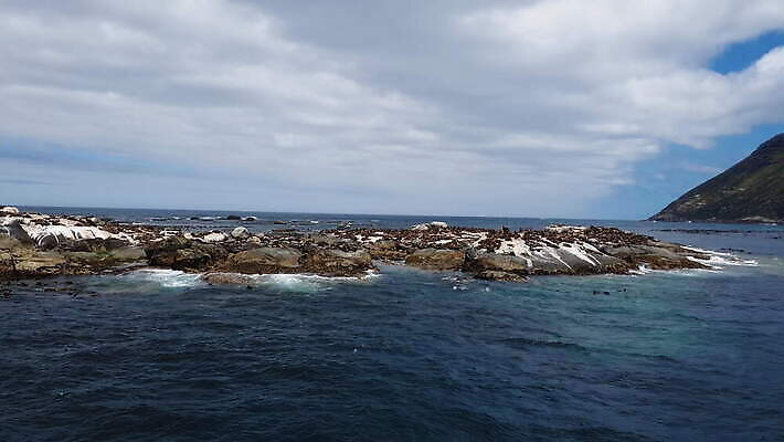 동물 야생동물 파도 바다 섬 장난 포유류 아프리카 자연 털 풍경 사람없음 물 갈색 만 망토 물개 타운 대서양 남쪽 남아프리카 랜드마크 식민지 4K MOV 해외동영상 클립영상 자연요소 나라 컬러 바다동물 도시 방향 생태계 동영상 파일형식