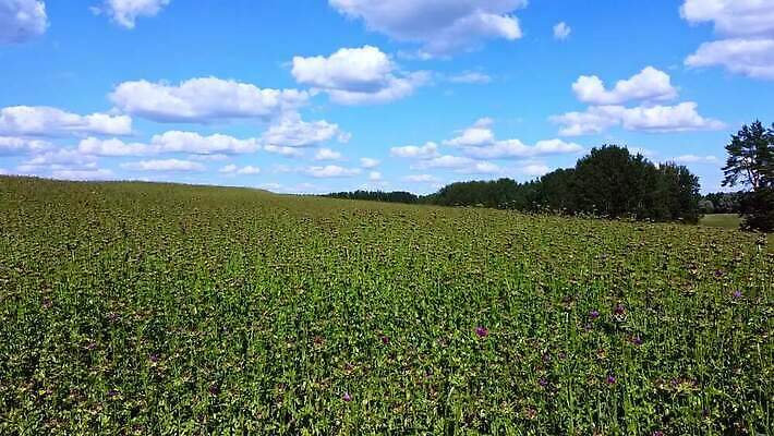 식물 계절 꽃 산업 백그라운드 잎 밭 농업 자연 바람 안테나 풍경 잔디 초원 사람없음 야외 초록색 여름 햇빛 농장 노란색 환경 봄 성장 벚꽃 시골 신선 땅 내추럴 항공촬영 드론 밭일 생태학 조감도 수평선 MOV 해외동영상 클립영상 자연요소 교육 뷰포인트 컬러 통신 날씨 태양 생태계 동영상 파일형식