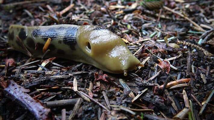 동물 공원 야생동물 올림픽 자연 사람없음 갈색 노란색 미국 숲 큼 열대우림 태평양 기어가기 민달팽이 워싱턴 전국 끈적임 4K MP4 해외동영상 클립영상 공공시설 스포츠 바다 컬러 북아메리카 모션 크기 생태계 동영상 파일형식 달팽이_동물