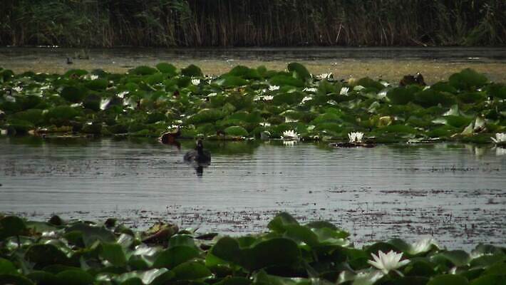 동물 유럽 호수 야생동물 바다 자연 조류 덴마크 사람없음 야외 빨간색 물 뷰티 반사 검은색 봄 잠수부 서식지 다뉴브강 동물상 4K MP4 해외동영상 클립영상 자연요소 계절 나라 컬러 북유럽 조형물 전문직 생태계 동영상 파일형식