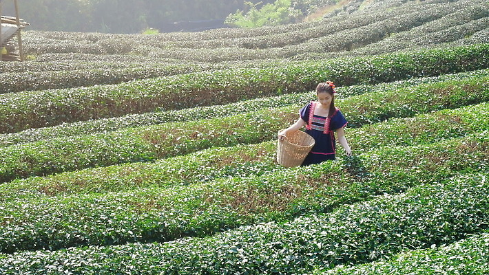식물 직업 전통 손 공원 아시아 문화 음료 잎 밭 농업 태국 자연 노동자 산 한명 빨간색 초록색 농작물 농장 바구니 환경 정원 농사 수확 시골 신선 상품 수집 허브 언덕 유기농 부족 뿌연 산악가 전국 줄서기 이민 시리즈 4K MOV 해외동영상 클립영상 1 웰빙 공공시설 나라 산업 컬러 이동 컨셉 모션 사람 신체부위 생태계 동영상 파일형식