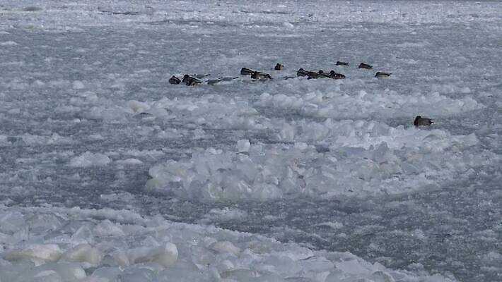동물 야생동물 바다 백그라운드 겨울 패턴 날개 자연 갈매기 조류 사람없음 야외 물 여름 파란색 뷰티 검은색 자유 흰색 깃털 부리 청어 4K MP4 해외동영상 클립영상 자연요소 계절 컬러 컨셉 무늬 어류 생태계 동영상 파일형식