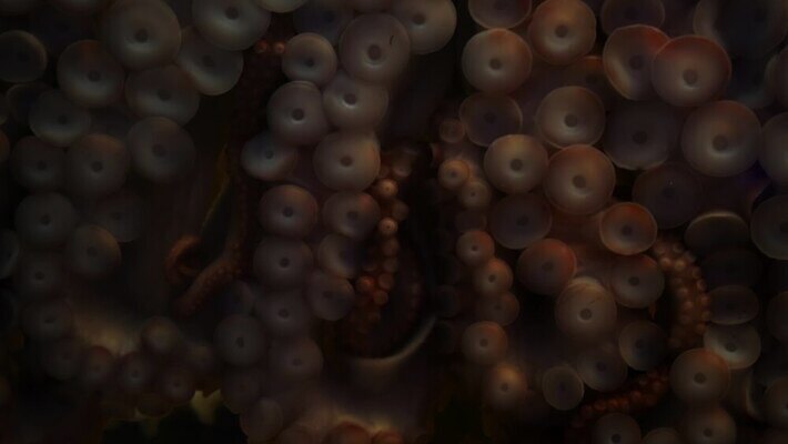 무기 바다 이동 신체 연체동물 사람없음 수중 어둠 황무지 닫기 큼 그늘 피부 오징어 생태계 생물학 근육질 문어 촉수 거인 단아함 몬스터 앵무조개 양발 엘리먼트 오리지널 전설 최면 특별함 4K MP4 해외동영상 클립영상 교육 컨셉 모션 근육 조개 무척추동물 신체부위 수중동물 크기 몸매 동영상 파일형식