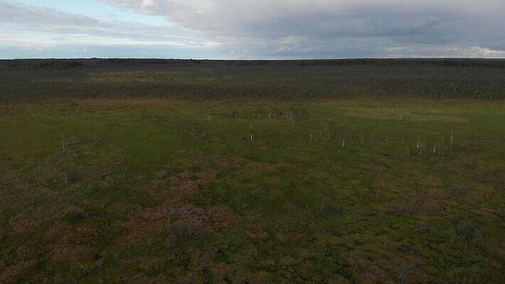 나무 잎 자연 표면 건조 이끼 사람없음 야외 초록색 물 강 환경 맑음 황무지 습지 숲 땅 내추럴 변소 4K MOV 해외동영상 클립영상 자연요소 식물 컬러 날씨 생태계 동영상 파일형식