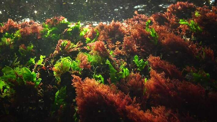 식물 바다 자연 사람없음 초록색 물 바닷속 수중 해조류 생태계 광합성 산화 생태학 소금물 4K 수중영상 MP4 해외동영상 클립영상 자연요소 교육 컬러 해양식물 동영상 파일형식