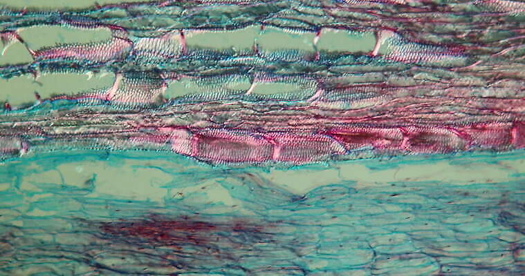 식물 꽃 과학 이동 패턴 세포 사람없음 빨간색 초록색 파란색 시험 성장 조직 횡단보도 확대 민들레 뿌리 떠남 지원 4K 현미경관찰 MOV 해외동영상 클립영상 교육 컬러 컨셉 무늬 모션 관찰 보행로 동영상 파일형식