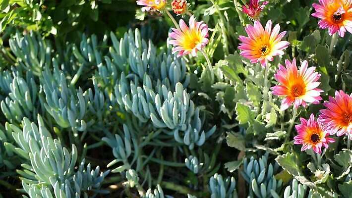 식물 꽃 화초 분홍색 백그라운드 꽃무늬 해바라기 사람없음 장식 컬러풀 노란색 정원 보라색 미국 봄 활발 벚꽃 신선 개화 분위기 자주색 망토 제비꽃 데이지 합성 캘리포니아 화단 라일락 내추럴 금잔화 강렬 카피스페이스 세련 4K MP4 해외동영상 클립영상 계절 컬러 컨셉 북아메리카 무늬 공백 동영상 파일형식