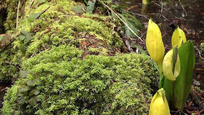 식물 꽃 컬러 자연 잉글랜드 사람없음 초록색 물 노란색 봄 젖음 습지 양배추 냄새 변소 서쪽 워싱턴 4K MP4 해외동영상 클립영상 자연요소 계절 채소 영국 미국 방향 생태계 동영상 파일형식