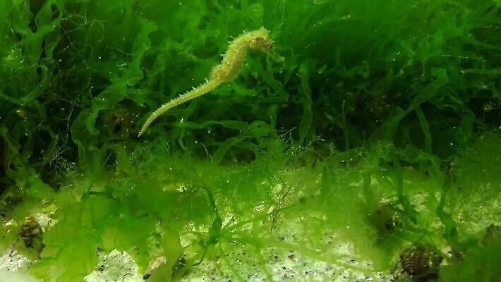 식물 바다 포유류 자연 어류 사람없음 물 세계 환경 바닷속 수중 수중동물 생태계 생물학 생태학 소금물 해병대 4K 수중영상 MP4 해외동영상 클립영상 자연요소 동물 교육 군대 동영상 파일형식