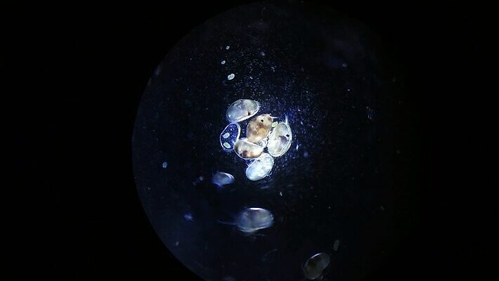 문화 과학 컨셉 추상 생물 세포 건강 현미경 실험 사람없음 약 견본 고통 시험 그룹 실험실 바이러스 닫기 확대 질병 생물학 감염 미생물 원시시대 박테리아 고립 돌봄 식민지 전염병 MP4 해외동영상 클립영상 교육 감정 무늬 의학 모션 실험기구 역사 동영상 파일형식