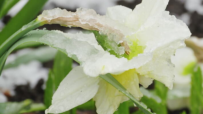 식물 계절 겨울 밭 자연 날씨 따뜻함 초원 사람없음 야외 초록색 물 빛 태양 냉동 얼음 봄 흰색 녹음 닫기 시원함 땅 유기농 서리 수선화 내추럴 4K MOV 해외동영상 클립영상 자연요소 웰빙 꽃 컬러 농업 모션 기록 생태계 동영상 파일형식