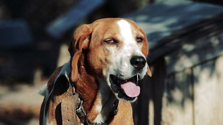 동물 외관 응시 행복 포즈 백그라운드 밭 자연 휴식 건강 피곤 사람없음 야외 반려동물 장난감 달리기 에너지 수확 시골 역사 개 강아지 작음 사냥 러시아 향기 사냥개 귀 비글 사냥꾼 복종 신앙심 주목 표준 순혈 MOV 해외동영상 클립영상 직업 시선 감정 유럽 컨셉 농업 포유류 모션 신체부위 크기 생태계 냄새 동영상 파일형식