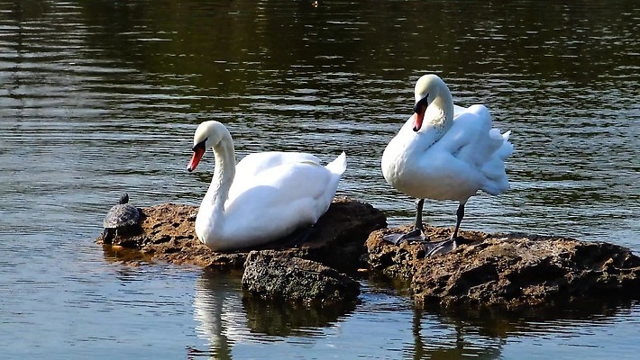 동물 커플 실루엣 호수 백그라운드 가족 자연 사랑 사람없음 물 파란색 강 반사 수영 흰색 하트 아기 연못 거북이 깃털 백조 고립 벙어리 4K MP4 해외동영상 클립영상 자연요소 모양 감정 컬러 관계 파충류 조류 촬영기법 사람 수상스포츠 생태계 동영상 파일형식