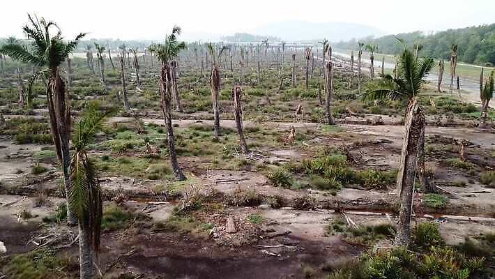 나무 식물 길 백그라운드 잎 농업 자연 하늘 건조 따뜻함 매달리기 손바닥 그림자 사람없음 야외 농작물 농장 환경 고통 흰색 죽음 신선 가뭄 내추럴 고립 방법 썩음 탈수 4K MOV 해외동영상 클립영상 손 감정 산업 컬러 모션 날씨 생태계 동영상 파일형식