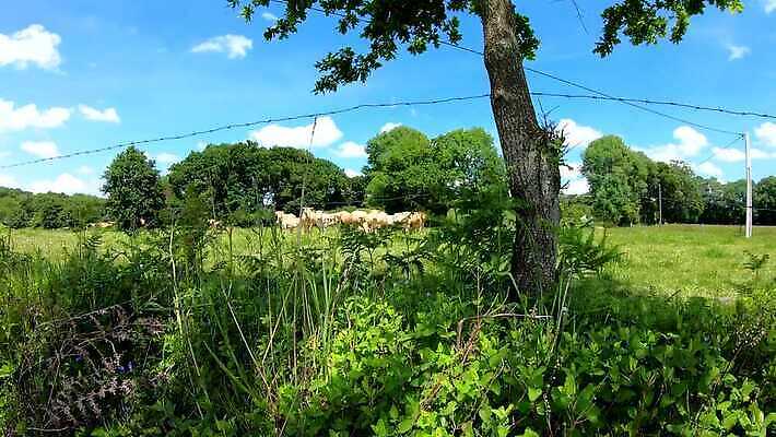 동물 전통 밭 농업 포유류 자연 풍경 초원 사람없음 야외 초록색 여름 농장 농경지 가축 침묵 소고기 우유 흰색 시골 소 군중 농부 방목 땅 호기심 동영상 내추럴 밭일 찰과상 4K MP4 해외동영상 클립영상 직업 계절 감정 산업 컬러 컨셉 유제품 육류 사람 소리 축산업 상처 생태계 파일형식