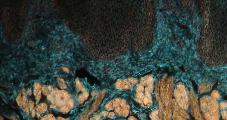 과학 이동 패턴 세포 사람없음 빨간색 파란색 약 시험 성장 원숭이 조직 확대 혀 지원 4K 현미경관찰 MOV 해외동영상 클립영상 교육 컬러 컨셉 무늬 포유류 의학 관찰 입 동영상 파일형식