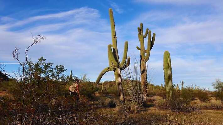 식물 공원 꽃 분홍색 백그라운드 자연 하늘 날씨 산 선인장 건조 통 풍경 사람없음 초록색 미국 봄 새벽 사막 뜨거움 가시 황무지 냄비 큼 아래 척추 각도 애리조나 내추럴 다육식물 4K MP4 해외동영상 클립영상 자연요소 계절 공공시설 컬러 북아메리카 뼈 솥 크기 방향 생태계 위치 동영상 파일형식