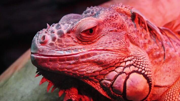 동물 야생동물 섬 여행 파충류 자연 휴가 수염 동물원 양서류 사람없음 야외 초록색 반려동물 노란색 모니터 사막 나뭇가지 용 큼 혀 눈금 도마뱀 변장 이구아나 갈라파고스 몬스터 MOV 해외동영상 클립영상 나무 컬러 컴퓨터 입 크기 생태계 에콰도르 동영상 파일형식