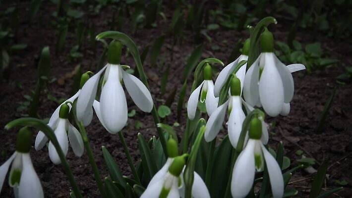 식물 꽃 백그라운드 잎 겨울 자연 사람없음 초록색 뷰티 정원 봄 벚꽃 흰색 신선 내추럴 스노드롭 헌병 4K MP4 해외동영상 클립영상 계절 컬러 군인 생태계 동영상 파일형식