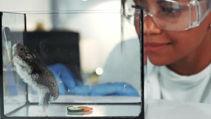 동물 음식 채소 실험 한명 검은색 관찰 닫기 쥐 컨테이너 과학자 생물학 4K MOV 해외동영상 클립영상 직업 1 교육 산업 컬러 과학 모션 사람 설치류 동영상 학자 파일형식