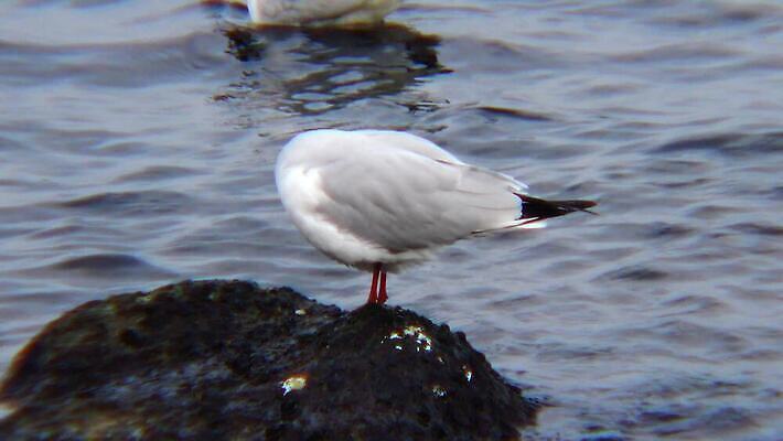 동물 호수 야생동물 바다 백그라운드 겨울 날개 자연 갈매기 조류 오리 사람없음 초록색 물 농장 머리 흰색 연못 깃털 부리 물새 청둥오리 고립 달리기선수 청어 4K MP4 해외동영상 클립영상 자연요소 계절 컬러 농업 어류 신체부위 생태계 육상선수 동영상 파일형식