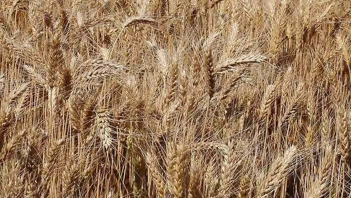 식물 줄기 밭 농업 자연 하늘 바람 씨앗 풍경 초원 사람없음 야외 초록색 여름 파란색 농작물 농장 노란색 환경 수확 성장 재산 황금 닫기 낟알 땅 밀 흔들림 귀 밀짚 내추럴 숙성 호밀 MOV 해외동영상 클립영상 자연요소 계절 산업 컬러 모션 날씨 곡류 신체부위 금융 짚 생태계 동영상 파일형식