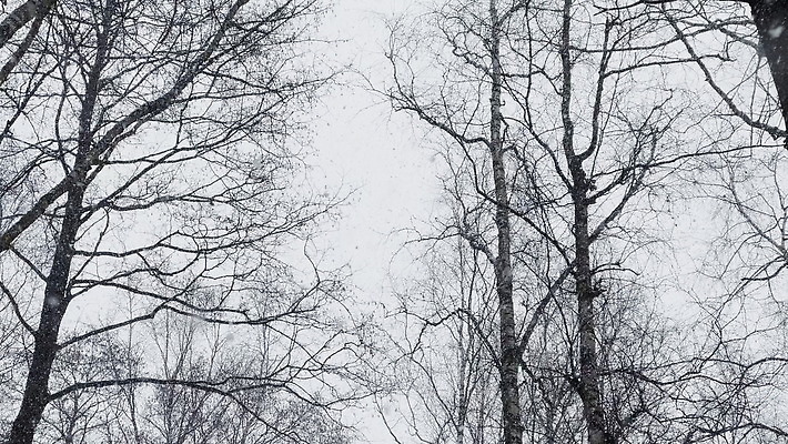 나무 계절 공원 줄기 백그라운드 겨울 자연 하늘 아침 불꽃 풍경 사람없음 야외 목재 빛 걷기 맑음 냉동 얼음 추위 가을 흰색 녹음 소나무 숲 서리 침엽수 눈보라 내추럴 벌거벗은 폭설 눈내림 겨울풍경 4K MOV 해외동영상 슬로모션 클립영상 주간 자연요소 식물 공공시설 컬러 재료 모션 불 날씨 눈_날씨 촬영기법 기록 자연재해 생태계 동영상 파일형식