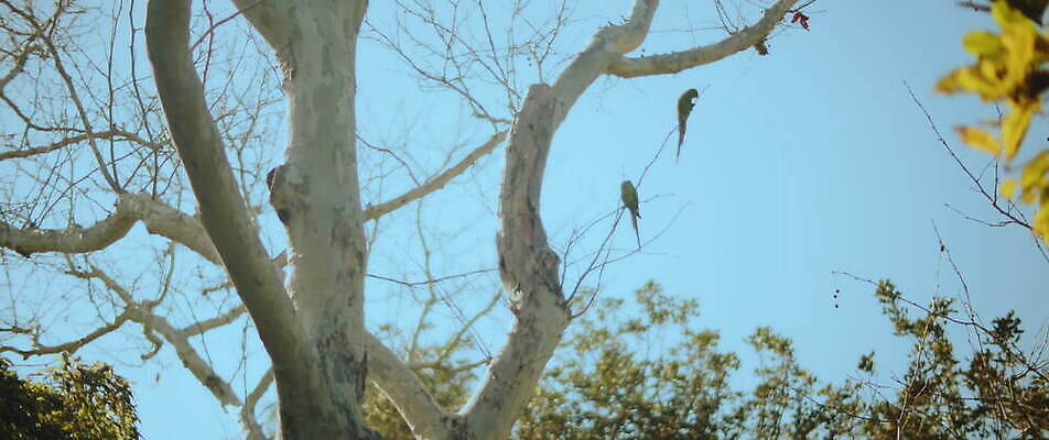 나무 동물 공원 날개 자연 조류 앉기 사람없음 야외 초록색 나뭇가지 숲 앵무새 서식지 내추럴 잉꼬 4K MOV 해외동영상 슬로모션 클립영상 식물 공공시설 컬러 모션 촬영기법 생태계 동영상 파일형식