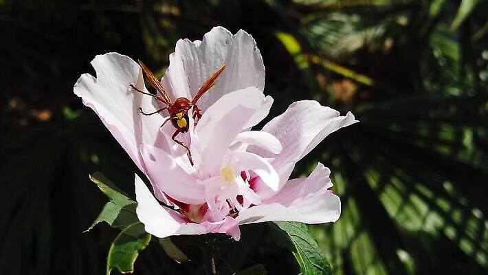 식물 동물 꽃잎 꽃 곤충 잎 날개 모션 자연 동양인 사람없음 갈색 걷기 환경 모임 벚꽃 흰색 닫기 말벌 수집 묘사 확인 속도 검색 보케 꿀 느림 동물상 블러효과 소셜 진실 착륙 히비스커스 MP4 해외동영상 클립영상 컬러 인종 조형물 벌_곤충 생태계 동영상 블러 파일형식 효과