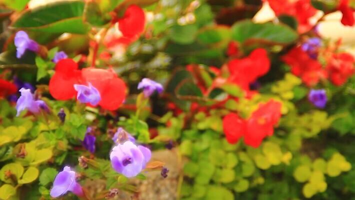 식물 디자인 꽃 분홍색 컬러 여행 백그라운드 잎 꽃무늬 자연 벽지 하늘 사람없음 야외 장식 빨간색 초록색 컬러풀 뷰티 정원 보라색 봄 벚꽃 발코니 흰색 신선 냄비 질감 내추럴 제라늄 피튜니아 MOV 해외동영상 클립영상 계절 무늬 솥 생태계 동영상 파일형식