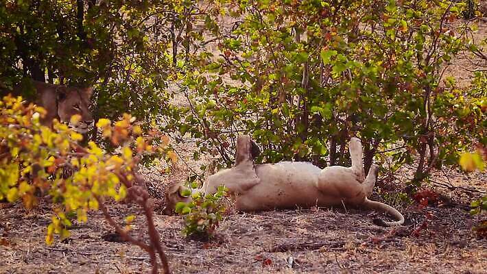 동물 여자 야생동물 2 포유류 아프리카 자연 국립공원 사람없음 관광지 눕기 고양이 황무지 보호 결합 사자 사파리 육식동물 남아프리카 보츠와나 보호구역 암사자 크루거 MOV 해외동영상 클립영상 멸종위기종 공원 나라 여행 컨셉 모션 사람 반려동물 암컷 생태계 동영상 남아프리카공화국 구역 파일형식