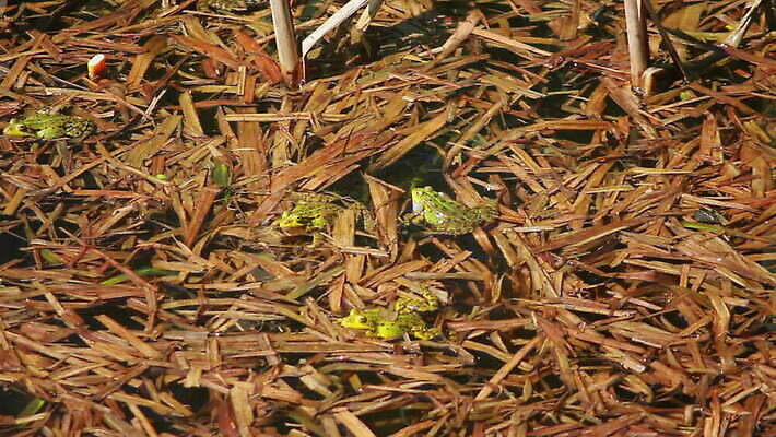 식물 동물 계절 호수 야생동물 노래 파충류 자연 개구리 양서류 사람없음 초록색 물 강 반사 환경 정원 연못 개울 습지 생물학 젤리 물갈퀴 짝짓기 동물상 변소 이국적 끈적임 MOV 해외동영상 클립영상 자연요소 교육 음악 컬러 디저트 조형물 생태계 동영상 파일형식